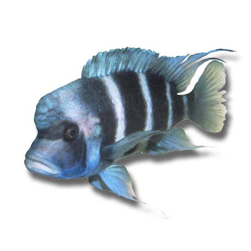 Cyphotilapia frontosa mpimbwe blu - imagine 4